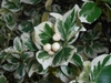 Leaves and fruit