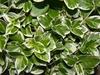Leaves Close-Up (Buncombe County,NC)