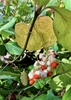 pink capsules open and showing red berries