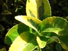 Leaves