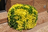 Euonymus japonicus