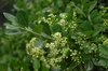 Euonymus japonicus