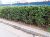 Euonymus japonicus