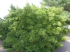 Euonymus kiautschovicus 'Manhattan'