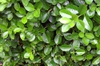 Branches