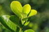 Leaf closeup