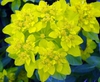 Euphorbia polychroma