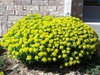 Euphorbia polychroma