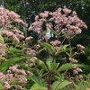 Eupatorium dubium