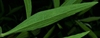 Underside of leaf with short whitish hairs