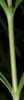 Green stem with whitish hairs