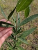 Stem with opposite green leaves and smaller leaves in the axis