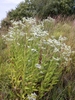 Form in bloom growing in a field