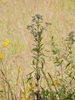 Form of the plant in bloom