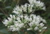 Many white disc flowers with long stamens