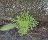 POV looking down on a shoot w/ finely divided pinnatifid leaves.