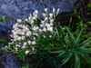 Flower detail