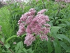 Eupatorium maculatum