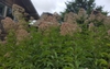 Eutrochium maculatum,  clump with butterflies