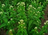 Form