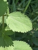 Leaf detail
