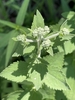 Flower buds