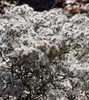 seedheads and brown narrow leaves