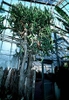 Euphorbia lactea