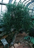 Euphorbia tirucalli
