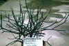 Euphorbia tirucalli