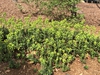 Euphorbia amygdaloides subsp. robbiae
