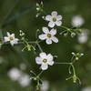Euphorbia corollate