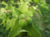 Euphorbia lathyris