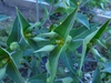 Euphorbia lathyris