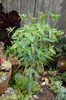 Euphorbia lathyris