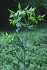 Euphorbia lathyris