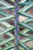 Euphorbia lathyris