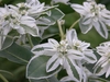 Variegated leaves