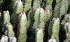 Euphorbia resinifera