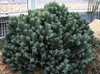 Euphorbia resinifera