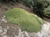Euphorbia resinifera