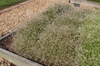 Euphorbia Breathless Blush