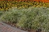 Euphorbia