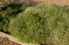 Euphorbia Diamond Frost