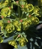Yellow green bracts, Cyathium, and nectar glands