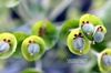 Close up of flower