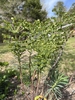 Upright plants with grayish leaves & green flower clusters.