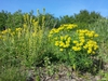 Form