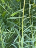 Leaves and stem