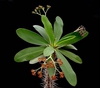Form